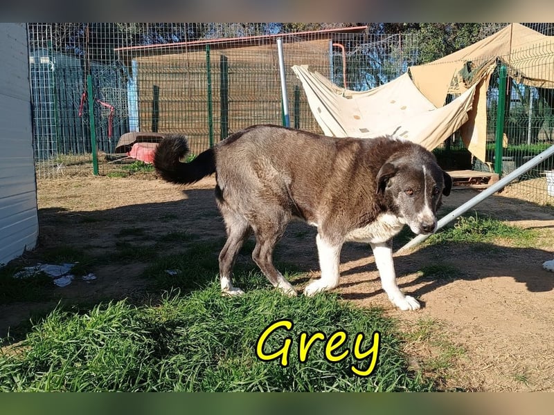 Grey geb. 11/2017 (GRC) - süßer und sensibler Opi mit einem großem Herz sucht ein warmes Zuhause!