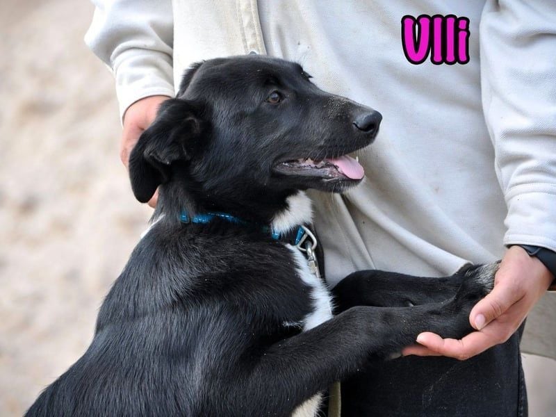 Ulli geb. 03/2025 - fröhliches und neugieriges Mädchen!