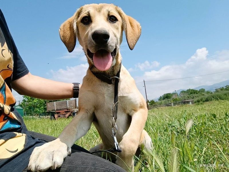 Angeliki geb. 12/2024 (GRC) - freundliche, verspielte und ausgeglichene Welpin!