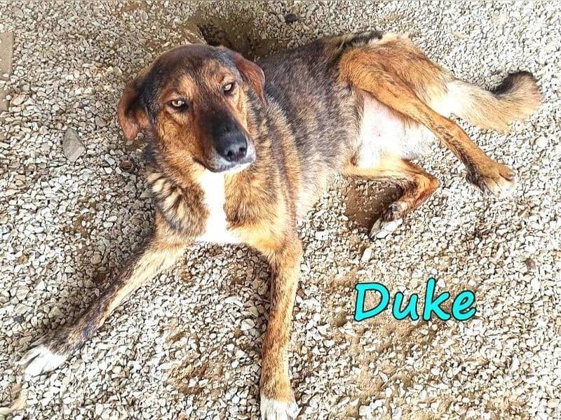 Duke geb. 02/2021 (GRC) - sensibler Rüde möchte endlich das Tierheim verlassen!
