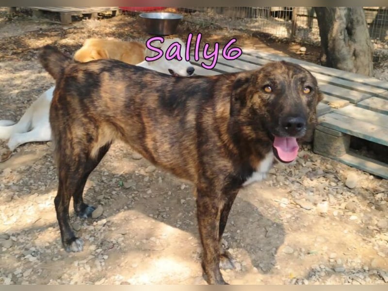 Sally6 geb. 12/2020 (GRC) - schüchterne Schönheit hat so viel mehr verdient!