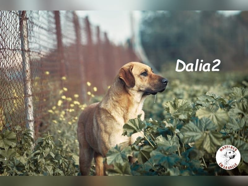 Dalia2 geb. 10/2018 (ESP) - verspielte, sanfte und zurückhaltende Hündin!