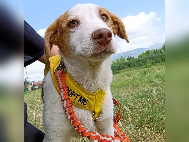 Doria geb. 12/2024 (GRC) - verspielte und verschmuste, kleine Welpin! Doria geb. 12/2024 (GRC) - verspielte und verschmuste, kleine Welpin!