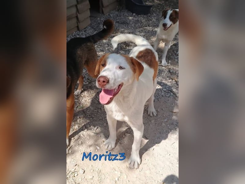 Moritz3 geb. 12/2025 (GRC) - freundlicher und verspielter Welpe sucht seine eigene Familie!