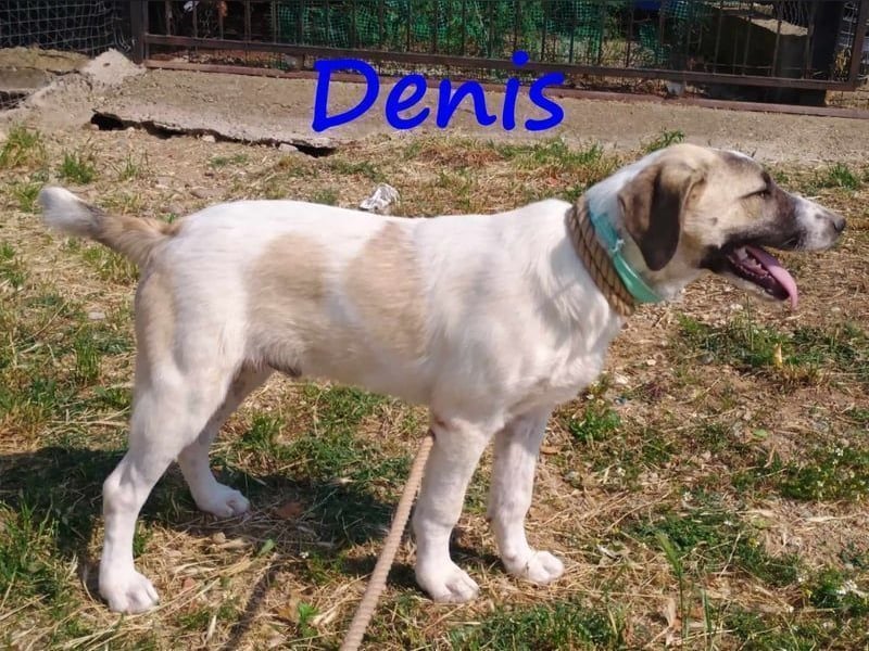 Denis geb. 12/2024 (GRC) - anhänglicher, geselliger, ruhiger und sozialer Welpe!