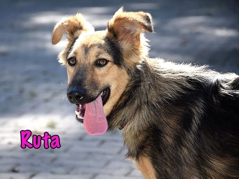 Ruta geb. 01/2025 - gehorsame und fröhliche, wunderschöne Junghündin!