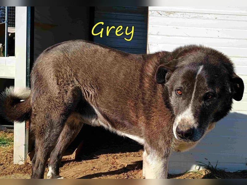 Grey geb. 11/2017 (GRC) - süßer mit einem großem Herz sucht ein warmes Zuhause!