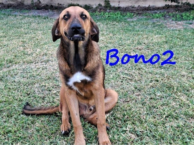 Bono2 geb. 10/2024 (GRC) - entspannter und menschenbezogener Junghund!