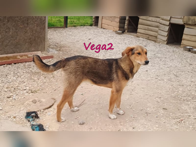 Vega2 geb. 08/2025 (GRC) - zärtliche und anhängliche Welpin!