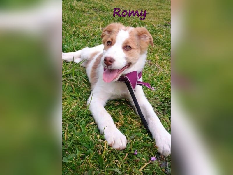 Romy geb. 12/2025 (GRC) - fröhliches und verspieltes Mädchen sucht ein Für-immer-Zuhause!