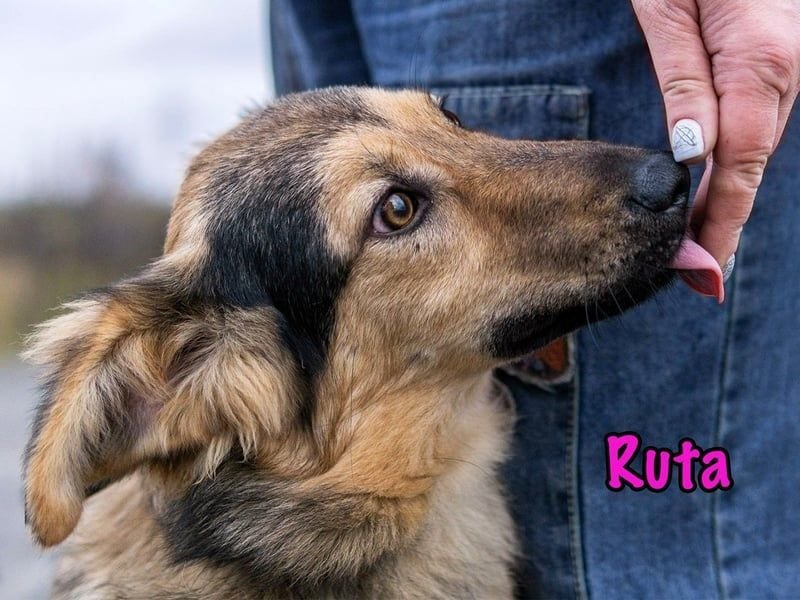 Ruta geb. 01/2025 - gehorsame und fröhliche, wunderschöne Junghündin!