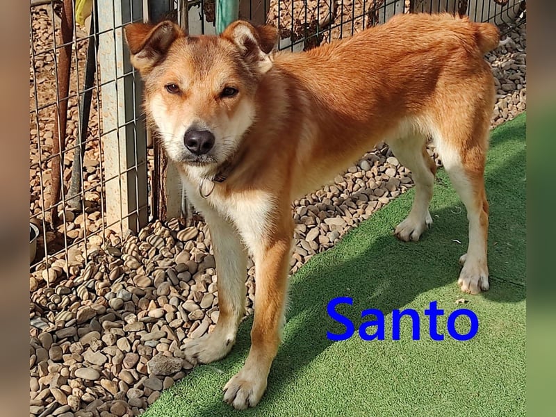 Santo geb. 02/2024 (ESP) - verspielter und lieber Rüde!