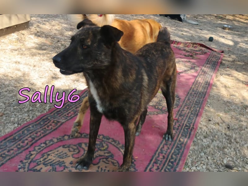 Sally6 geb. 12/2020 (GRC) - schüchterne Schönheit hat so viel mehr verdient!
