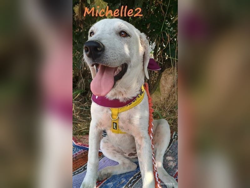 Michelle2 geb. 12/2024 (GRC) - gesellige und ruhige Welpin!