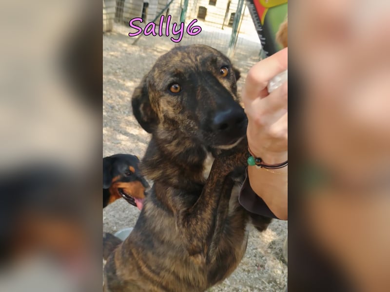 Sally6 geb. 12/2020 (GRC) - schüchterne Schönheit hat so viel mehr verdient!