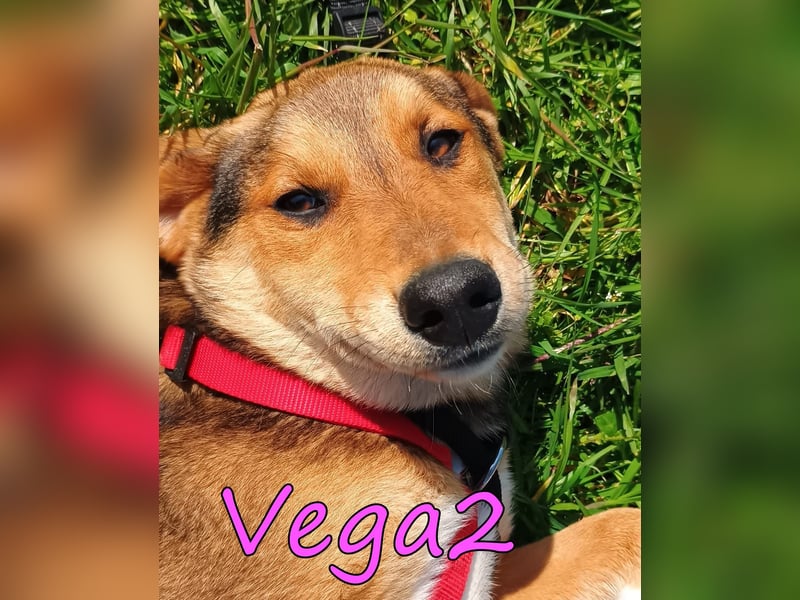 Vega2 geb. 08/2025 (GRC) - zärtliche und anhängliche Welpin!