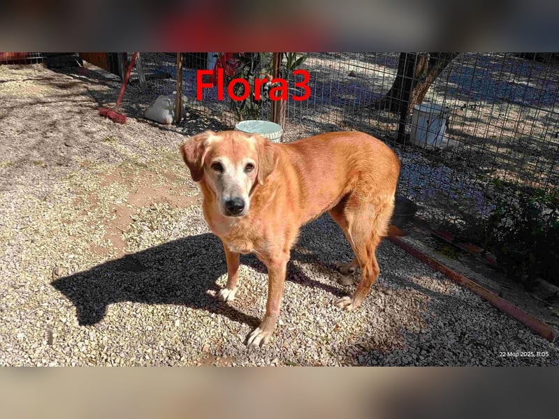 Flora3 geb. 06/2015 (GRC) - soziale Hundedame hat endlich etwas Liebe verdient!