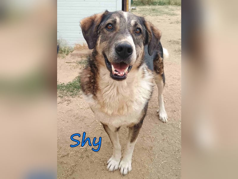 Shy geb. 08/2020 (GRC) Freundlicher und Zurückhaltender Rüde sucht seine Menschen