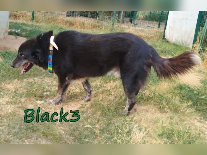 Black3♥️geb. 03/2019 (GRC) - sanfter, liebevoller und verschmuster Rüde!