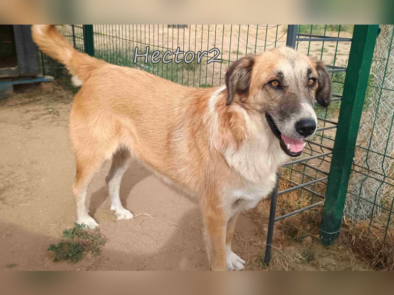 Hector2 geb. 08/2020 (GRC) - ruhiger und freundlicher Rüde wünscht sich eine liebe Familie!