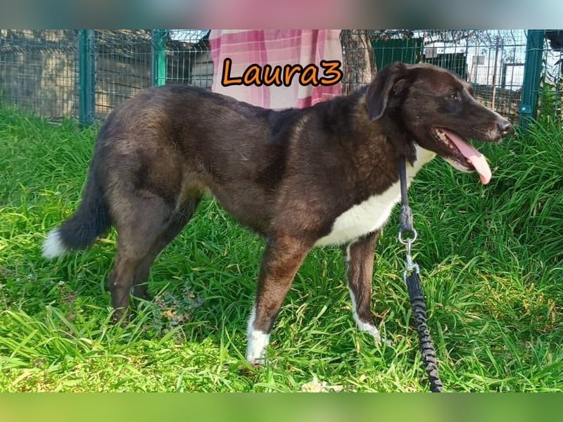 Laura3 geb. 06/2019 (GRC) - schüchterne Schönheit wünscht sich ein ruhiges Zuhause!