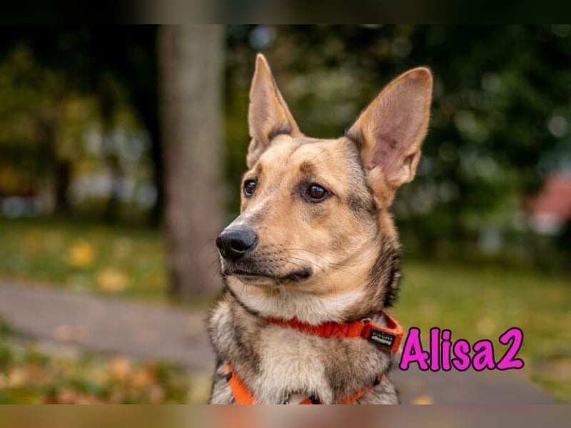 Alisa2 geb. 01/2022 (in Deutschland) - lebensfrohe und sensible Hündin!