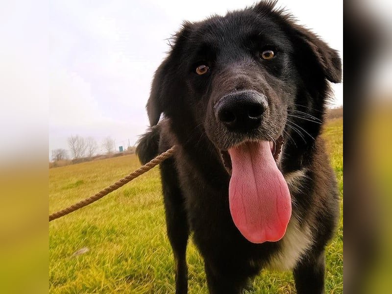 Rover geb. 04/2024 (GRC) - ruhiger, geselliger und liebenswerter Junghund!