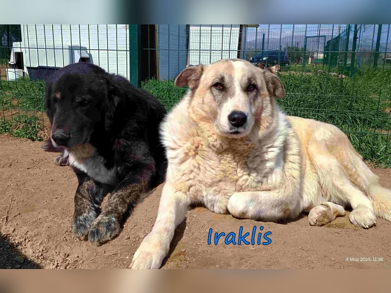 Iraklis geb. 03/2020 (GRC) - fröhlicher, gutmütiger und äußerst lieber Rüde sucht sein Körbchen!