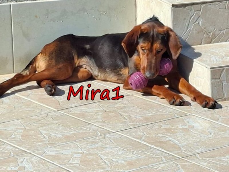 Mira1 geb. 08/2024 (GRC) - menschenbezogene Jagdhund-Mix Dame sucht ein Zuhause!