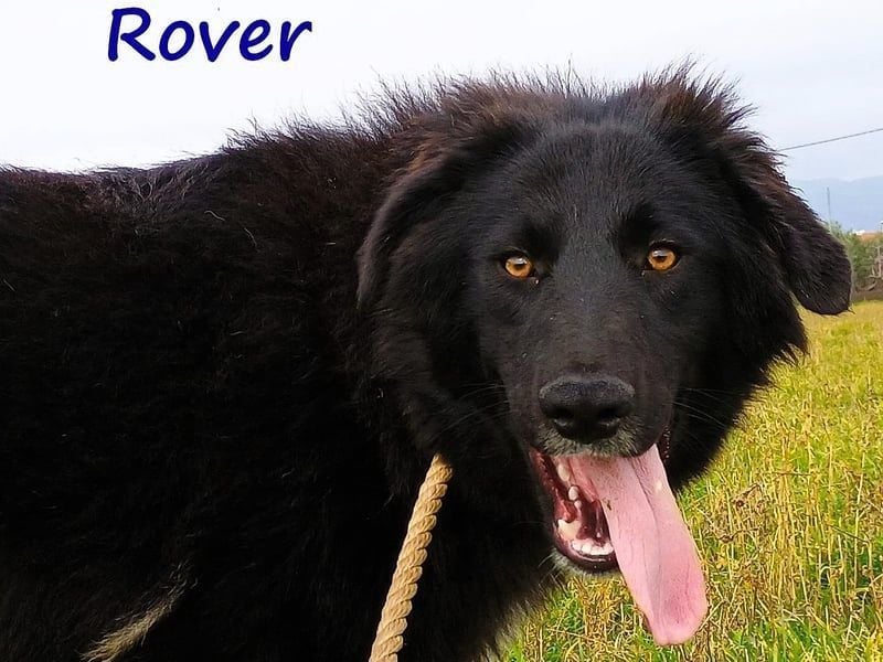 Rover geb. 04/2024 (GRC) - ruhiger, geselliger und liebenswerter Junghund!