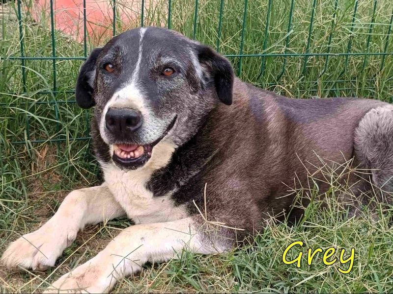 Grey geb. 11/2017 (GRC) - süßer mit einem großem Herz sucht ein warmes Zuhause!