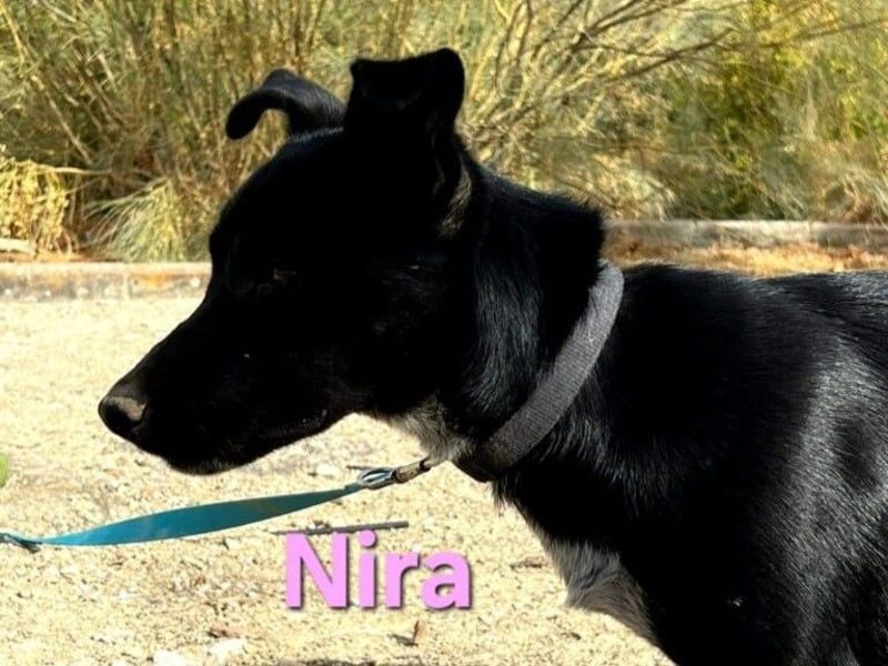 Nira geb. 05/2025 (ESP) - ausgeglichene Junghündin verdient endlich ihre Chance!