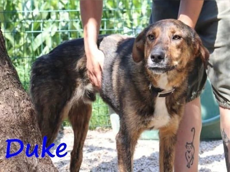 Duke geb. 02/2021 (GRC) - sensibler Rüde möchte endlich das Tierheim verlassen!