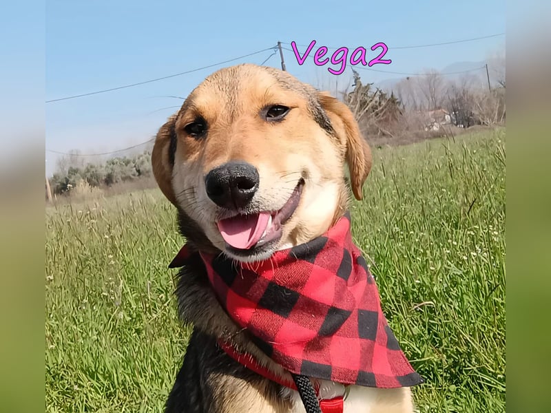 Vega2 geb. 08/2025 (GRC) - zärtliche und anhängliche Welpin!