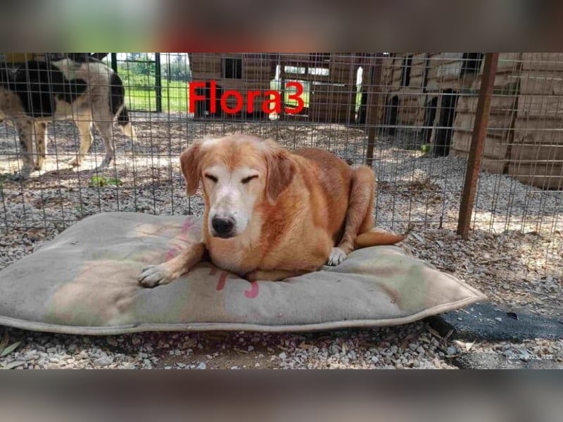 Flora3 geb. 06/2015 (GRC) - soziale Hundedame hat endlich etwas Liebe verdient!