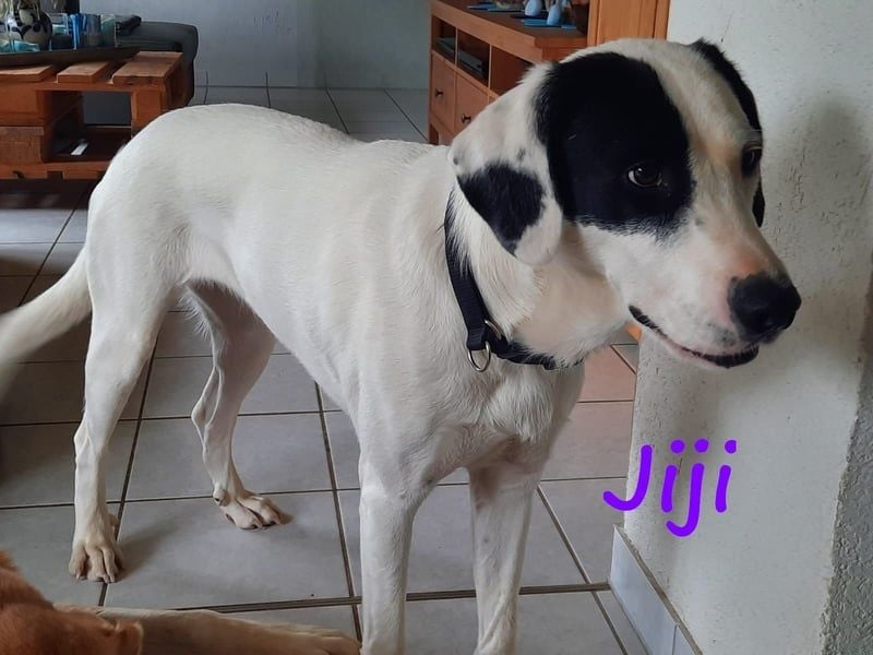 Jiji 07/2023 (in Deutschland) - ruhige und sanfte, wundervolle junge Hündin!