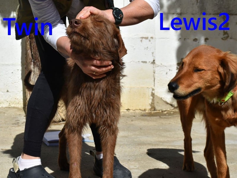 Twin geb. 01/2024 (ESP) - verschmuster und menschenbezogener Hundekumpel!