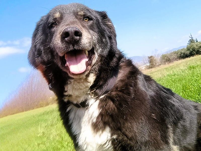 Black3 geb. 03/2019 (GRC) - sanfter, liebevoller und verschmuster Rüde!