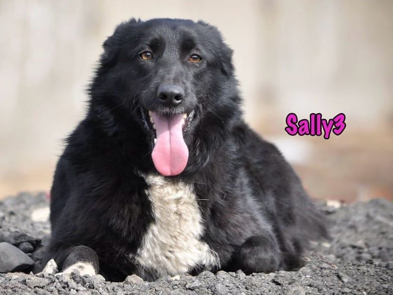 Sally3 geb. 04/2021 - sooo sanfte und verschmuste Hündin sucht liebevolle Menschen!