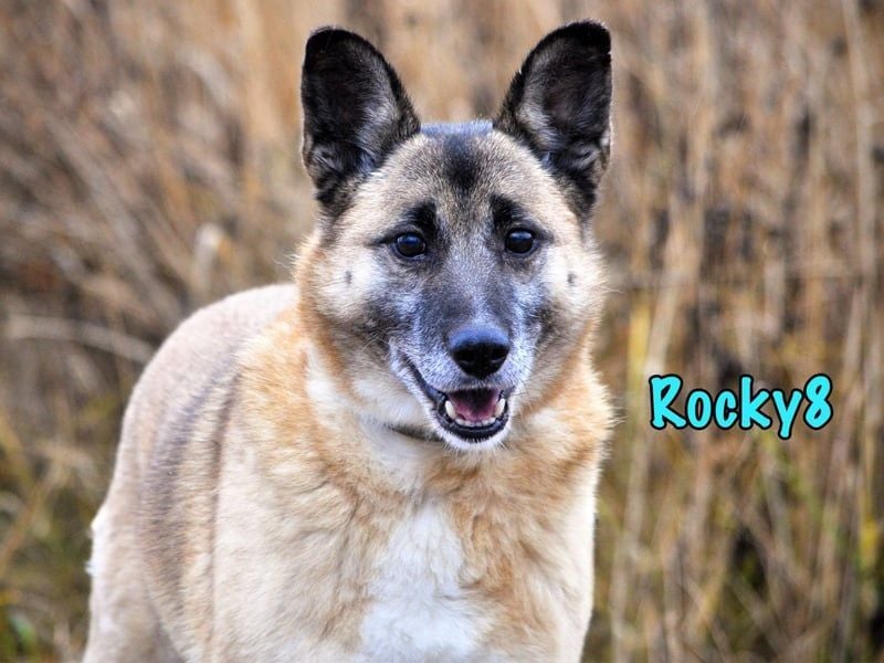 Rocky8 geb. 01/2016 - lebensfroher, geselliger und anschmiegsamer Gentleman sucht sein Happy End!