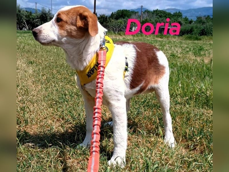 Doria geb. 12/2024 (GRC) - verspielte und verschmuste, kleine Welpin! Doria geb. 12/2024 (GRC) - verspielte und verschmuste, kleine Welpin!