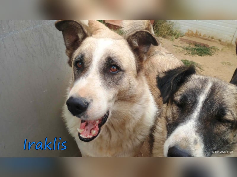 Iraklis geb. 03/2020 (GRC) - fröhlicher, gutmütiger und äußerst lieber Rüde sucht sein Körbchen!