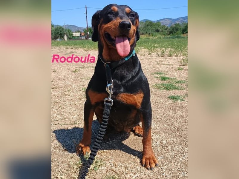 Rodoula geb. 01/2018 (GRC) - sehr ruhige und gelassene, süße und soziale Hündin!