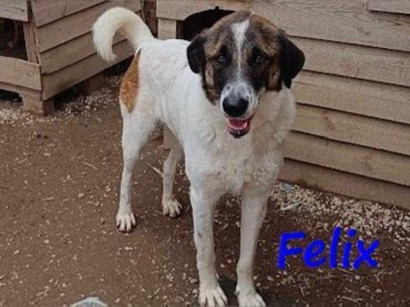 Felix geb. 02/2022 (GRC) - geselliger, verschmuster und freundlicher, junger Rüde!