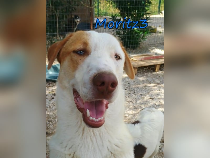 Moritz3 geb. 12/2025 (GRC) - menschenbezogener Junghund sucht endlich seine Familie!