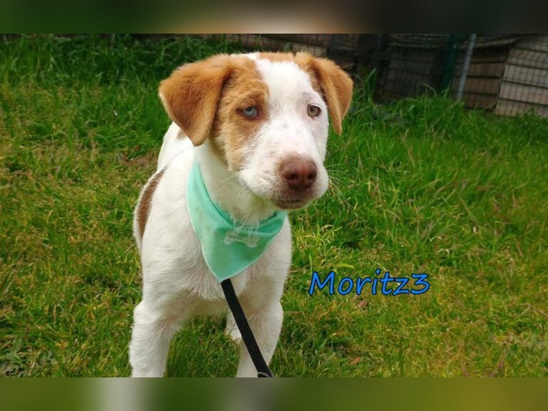 Moritz3 geb. 12/2025 (GRC) - menschenbezogener Junghund sucht endlich seine Familie!