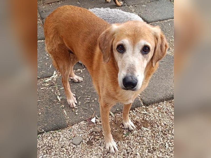 Flora3 geb. 06/2015 (GRC) - soziale Hundedame hat endlich etwas Liebe verdient!