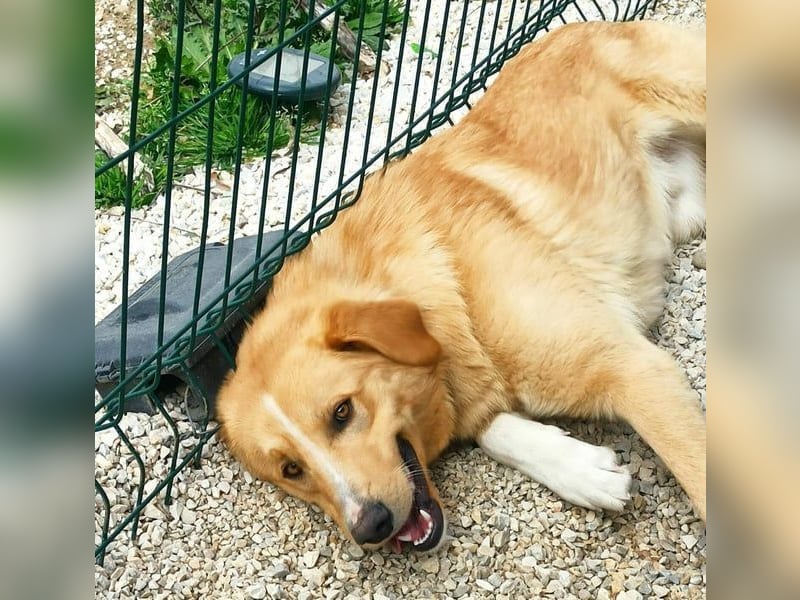 Xanthoulis geb. 01/2019 (GRC) - kluger, fröhlicher und menschenbezogener Rüde!