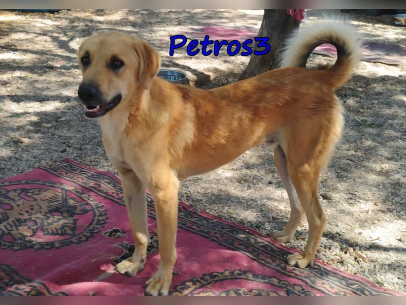 Petros3 geb. 12/2024 (GRC) - ausgeglichener, freundlicher und geselliger Junghund!