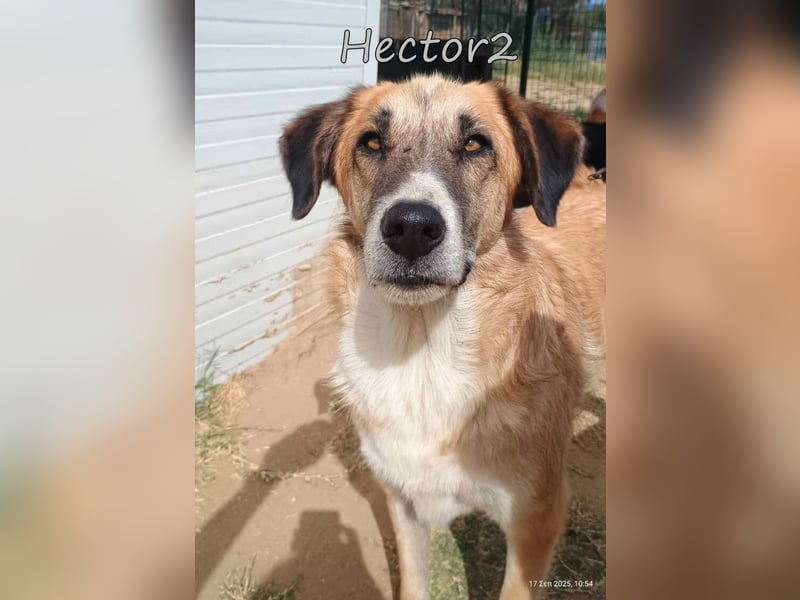 Hector2 geb. 08/2020 (GRC) - ruhiger und freundlicher Rüde wünscht sich eine liebe Familie!